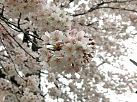 白からピンクに花びらの色を変えた大島桜
