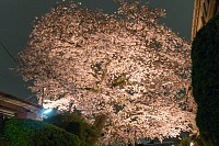駐車場の桜のライトアップ