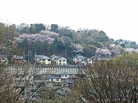 唐木田の山桜