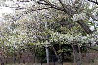 お花見広場の山桜