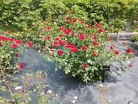 09