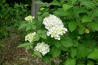 72