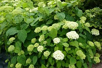 65