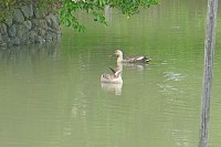 09