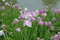 87