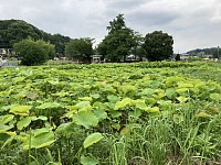 IMG_1155