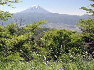 富士山とアヤメ